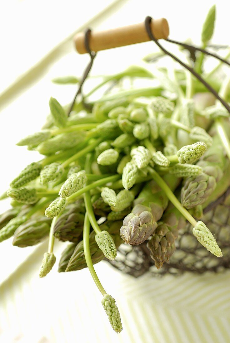 Green and wild asparagus in a metal basket