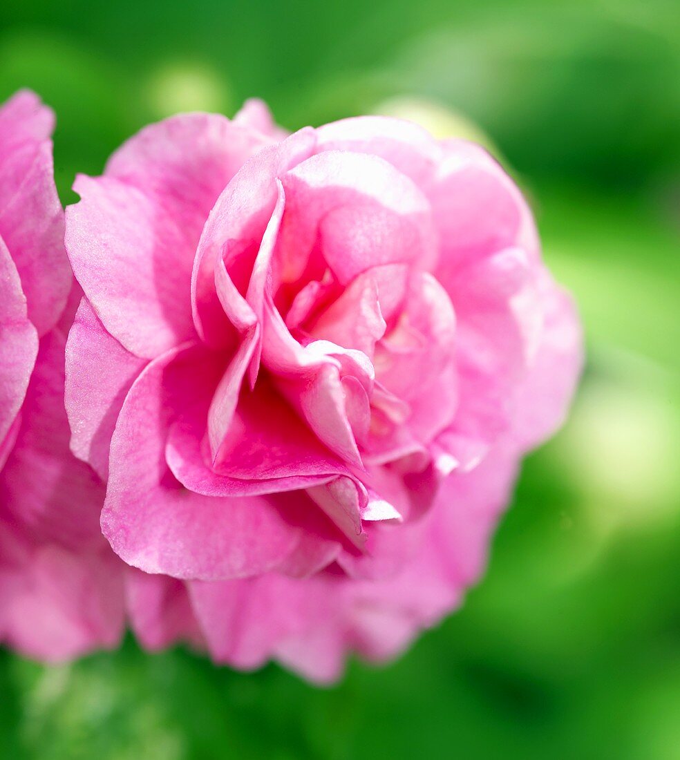 A pink clematis flower