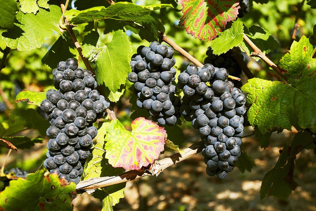 Spätburgunder grapes on the vine (Franconia, Germany)