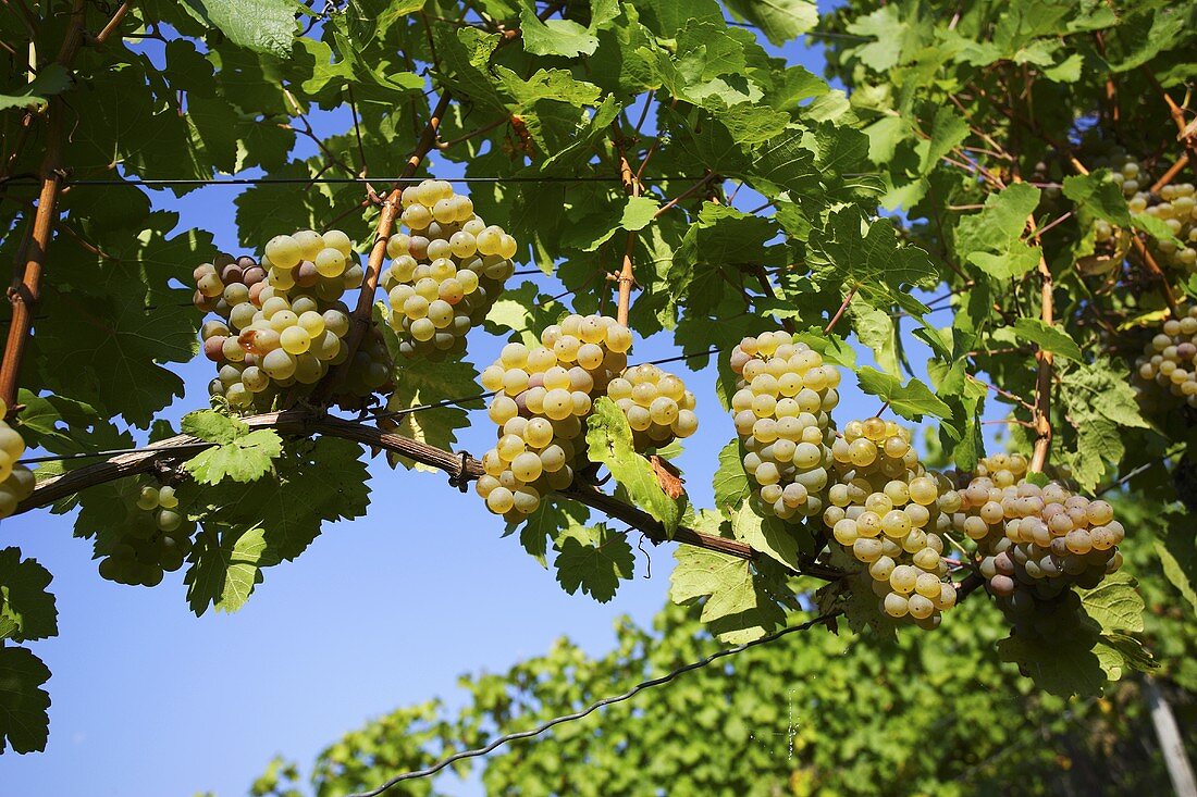 Scheurebe grapes (Franconia, Germany)