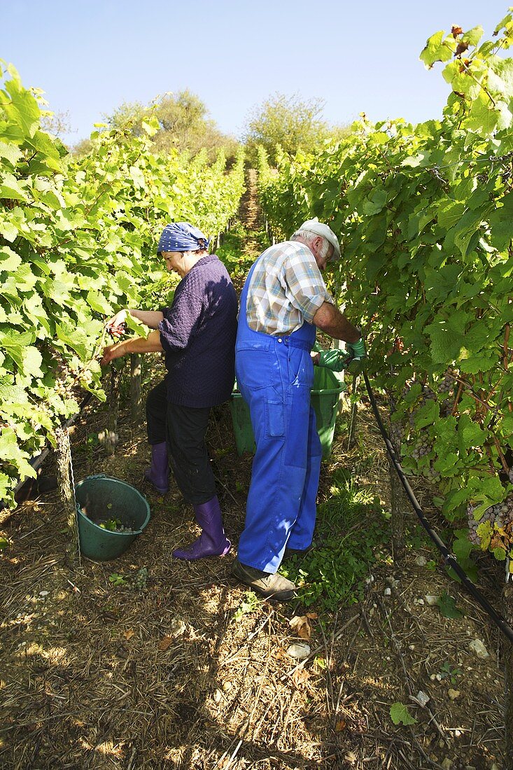 Picking Silvaner grapes in vineyard (Franconia, Germany)