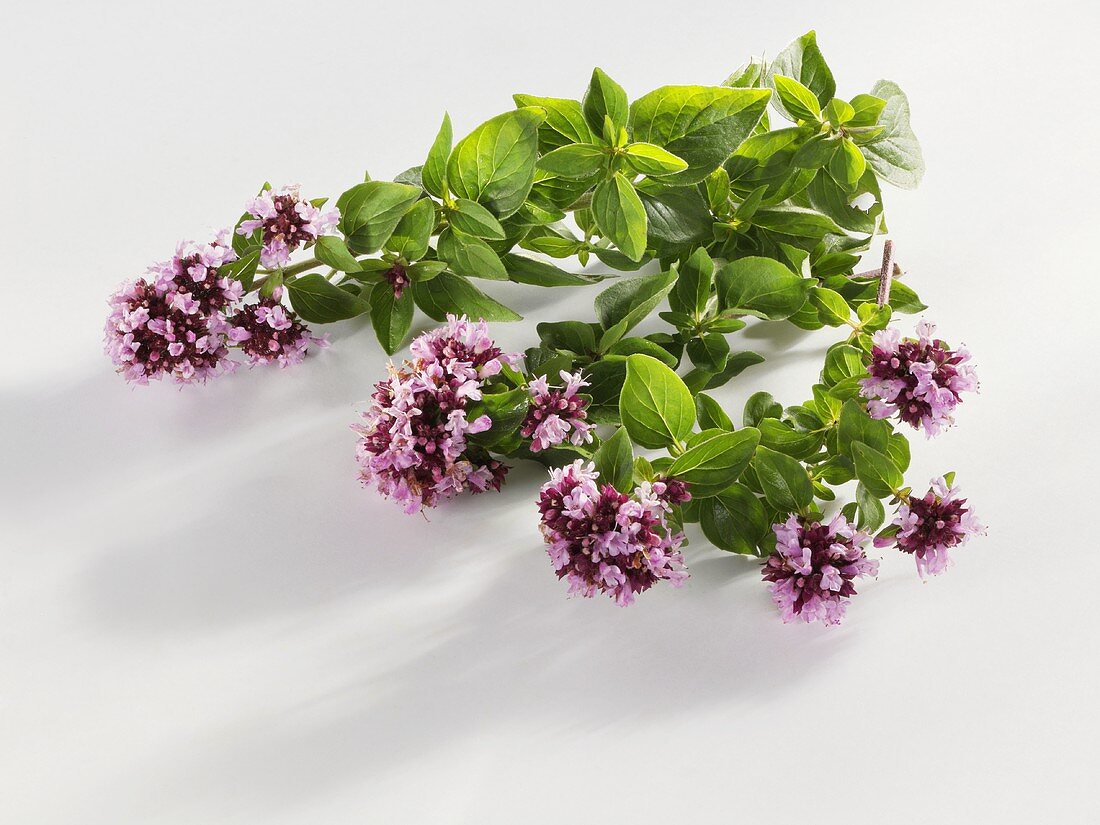 Flowering sprig of oregano