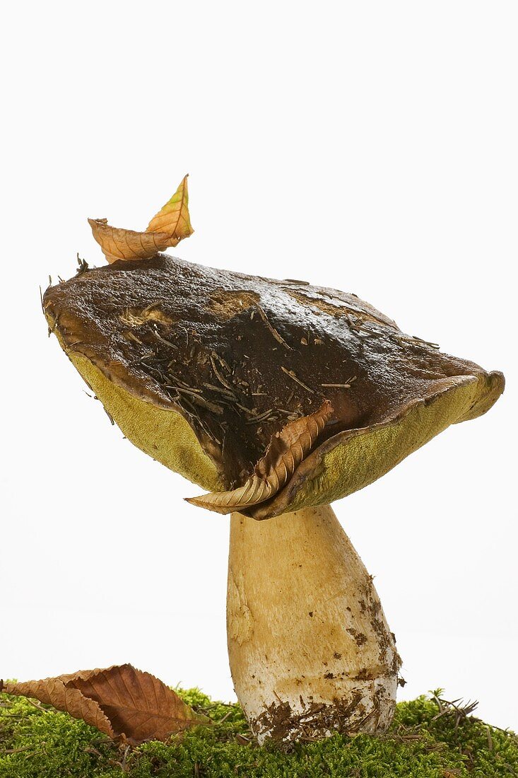 Ein Steinpilz auf Moos mit Blättern