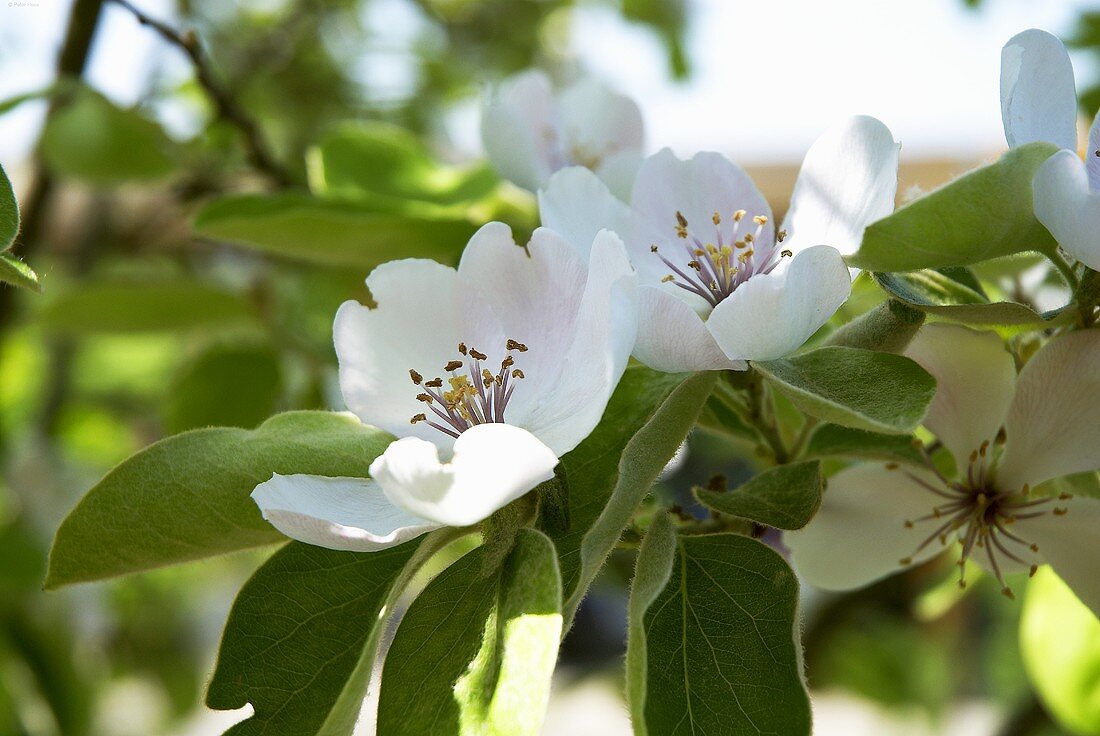 Quittenblüten