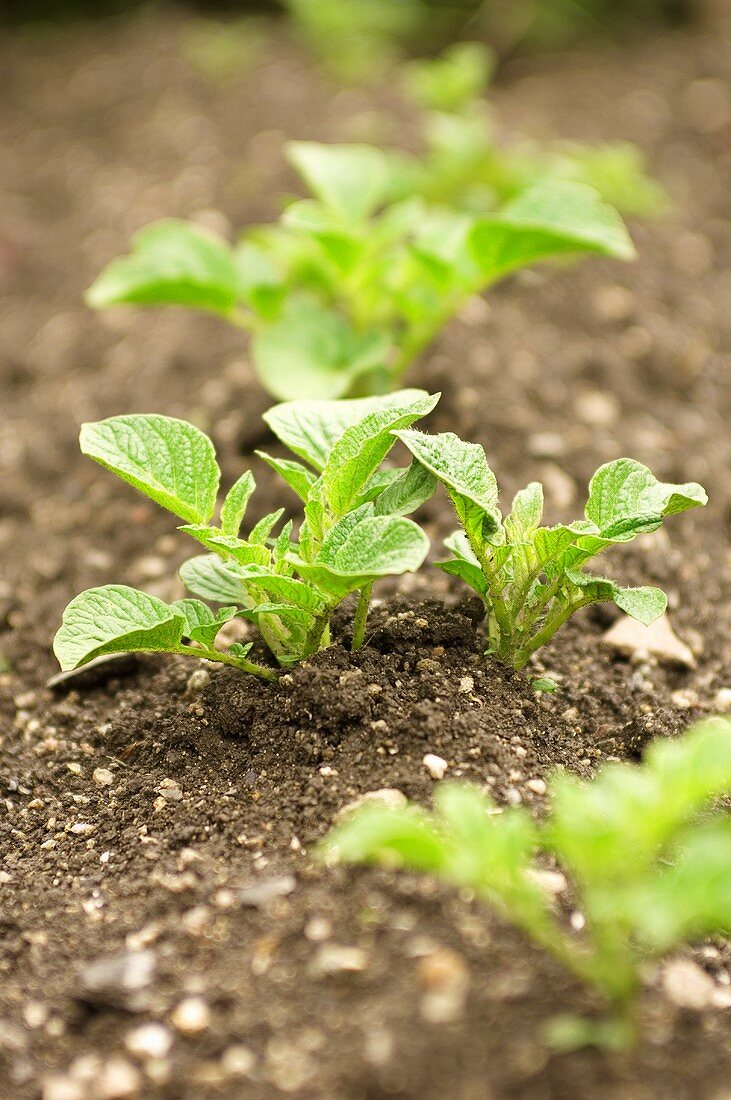 Young potato plants in the field