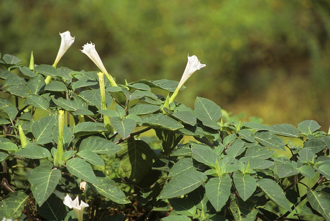 Arabischer Stechapfel (Datura metel)