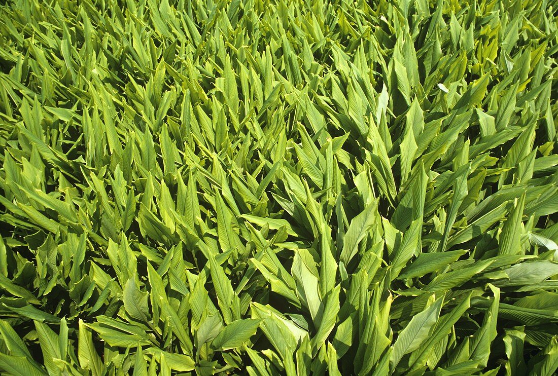 Turmeric plants in the field (Asia)