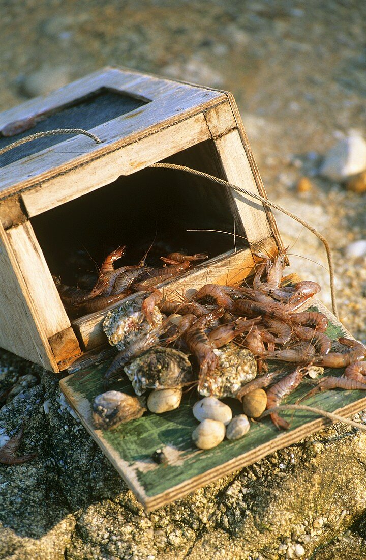 Fresh shrimps falling out of a wooden crate