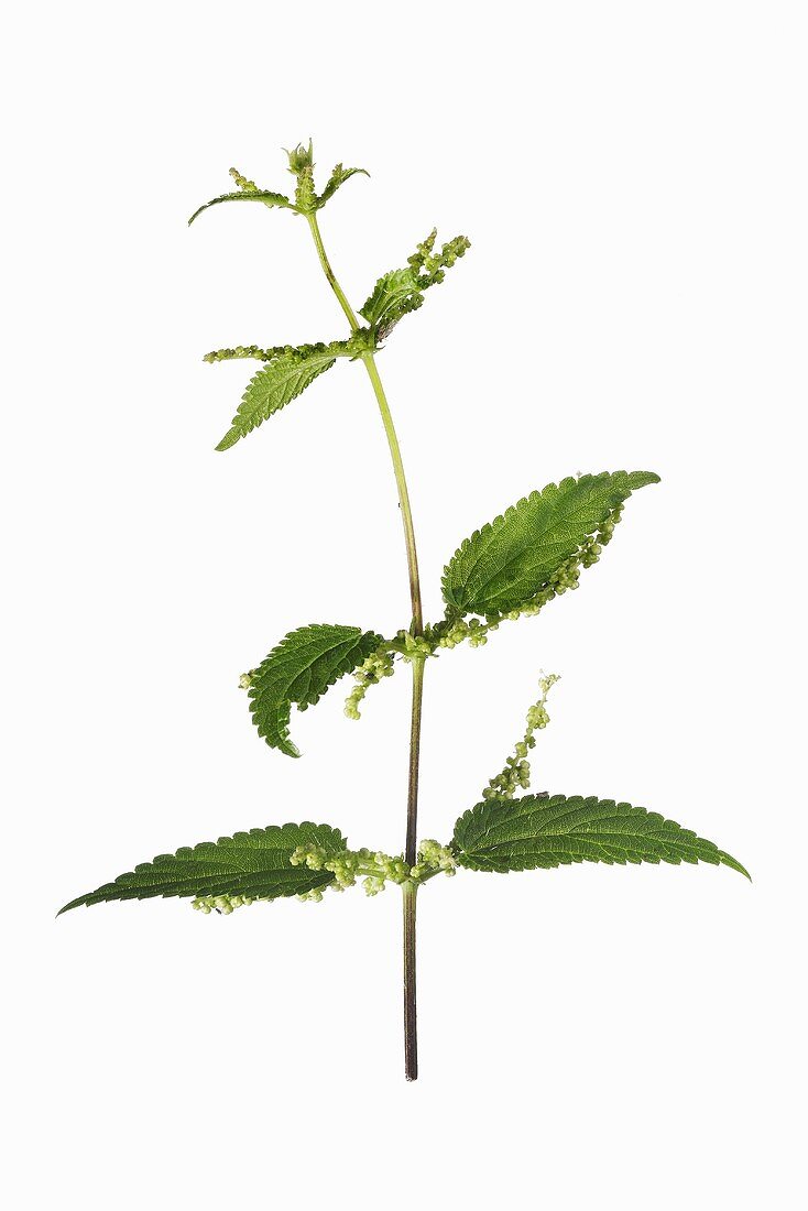 A nettle