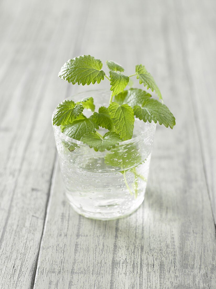 Fresh mint in a glass of water