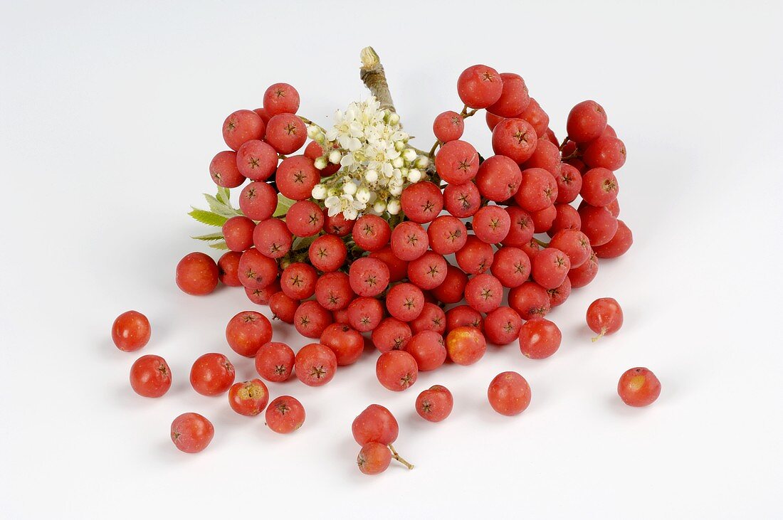 A cluster of rowan berries