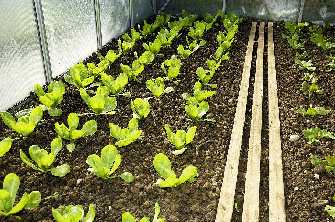 Lettuce in a greenhouse