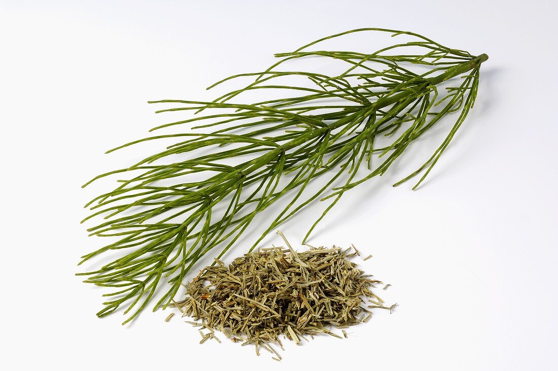 Field horsetail, fresh and dried