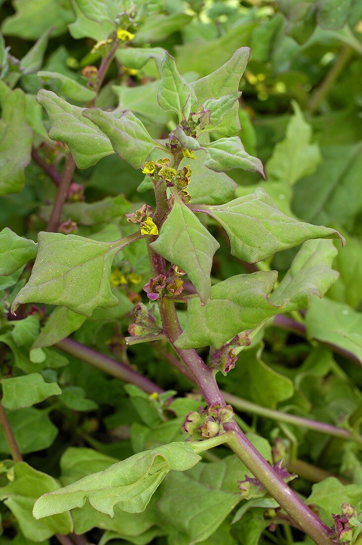 Neuseelandspinat (Tetragonia tetragonioides)