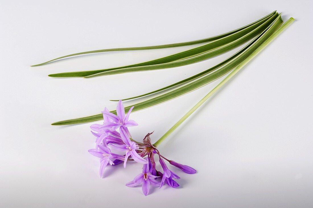 Grüner Zimmerknoblauch (Tulbaghia violacea)