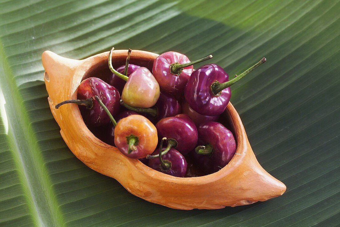 Violette Chilischoten in einem Schälchen