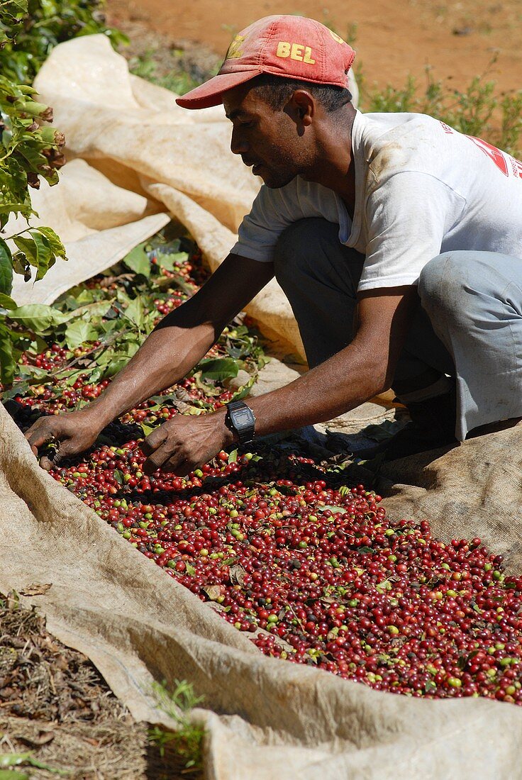 Man sorting freshly picked coffee cherries