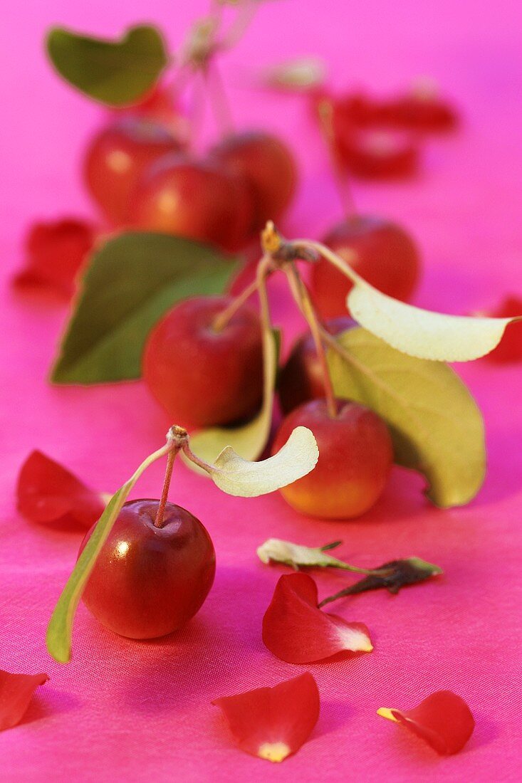 Ornamental apples