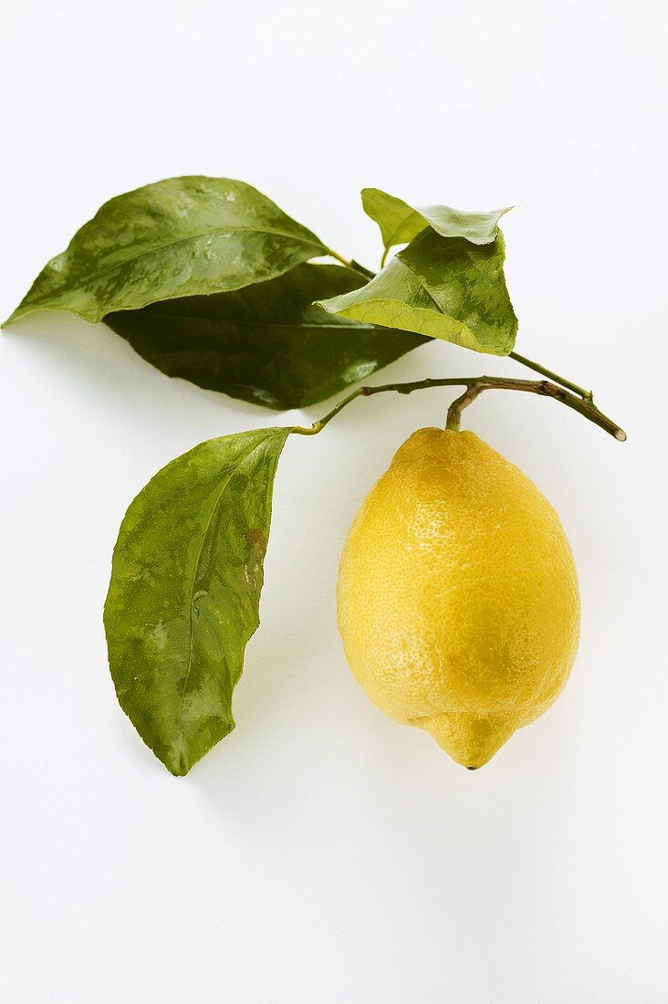 A lemon with twig and leaves