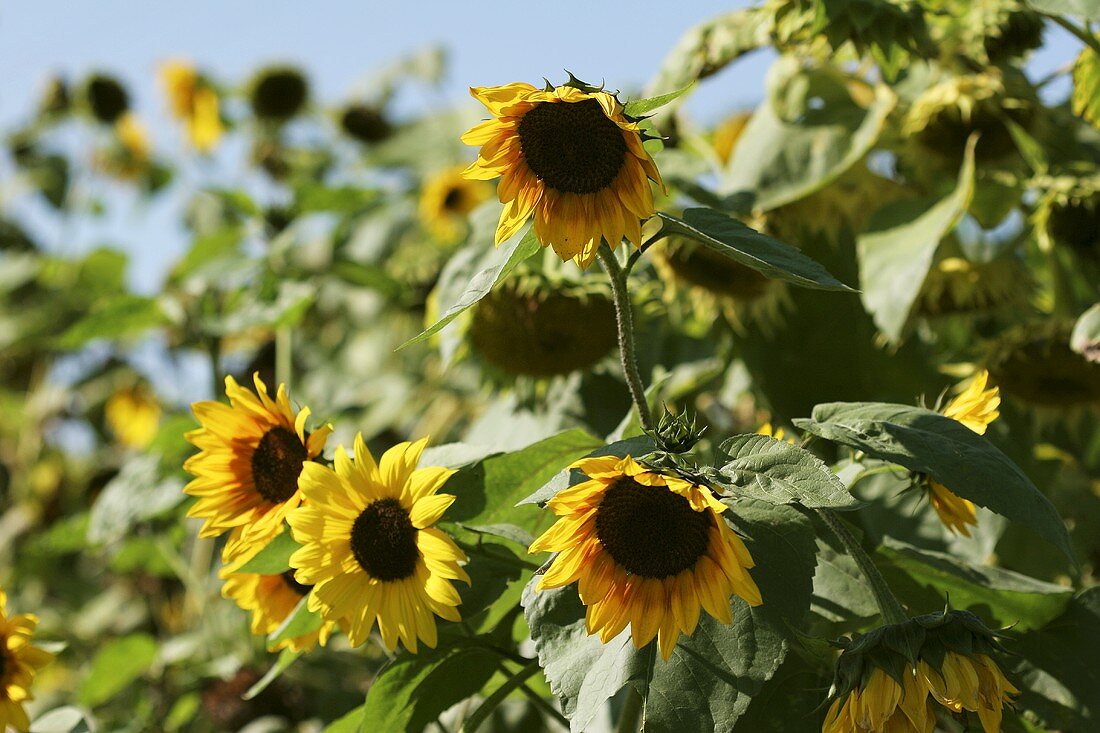 Sonnenblumen auf dem Feld