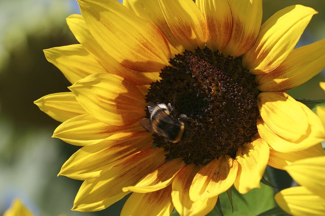 A sunflower with a bumble-bee