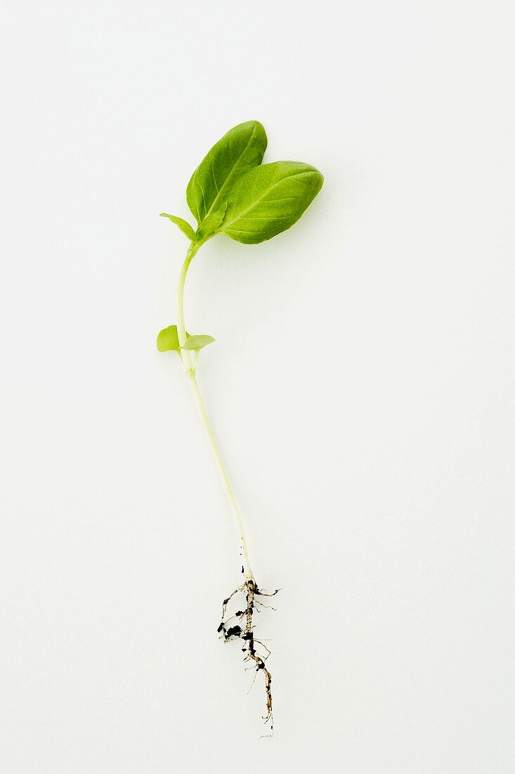 Junge Basilikumpflanze mit Wurzeln