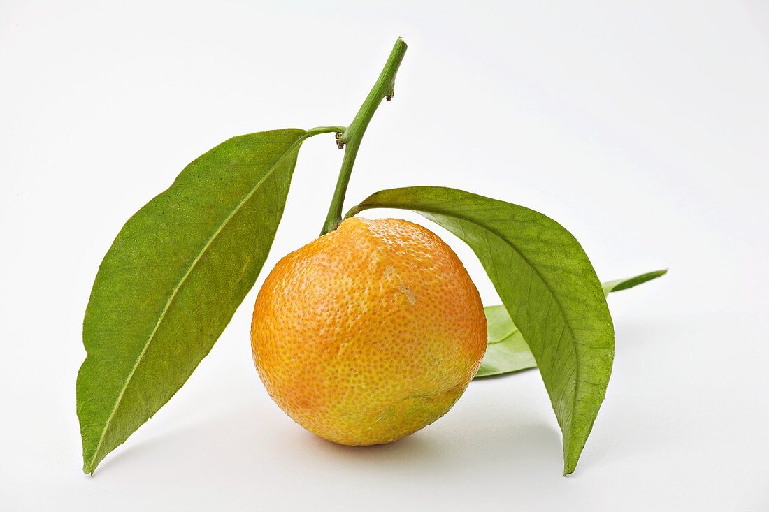 Eine unreife Mandarine mit Blättern