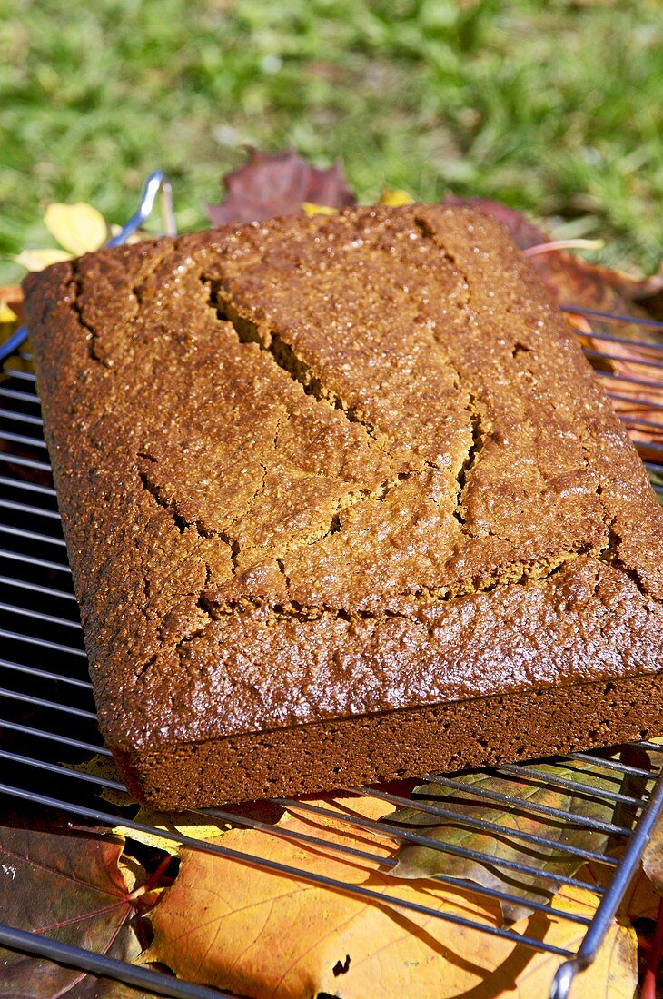 Ingwer-Gewürz-Kuchen