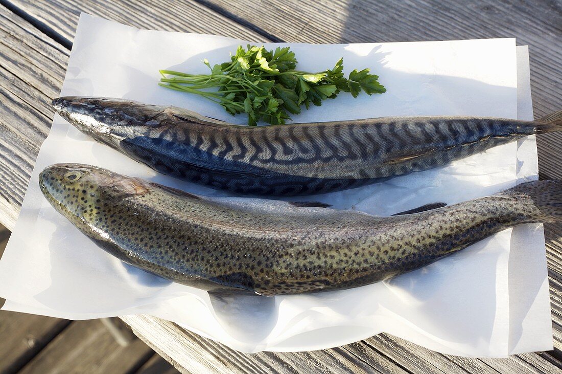 Trout and mackerel on greaseproof paper