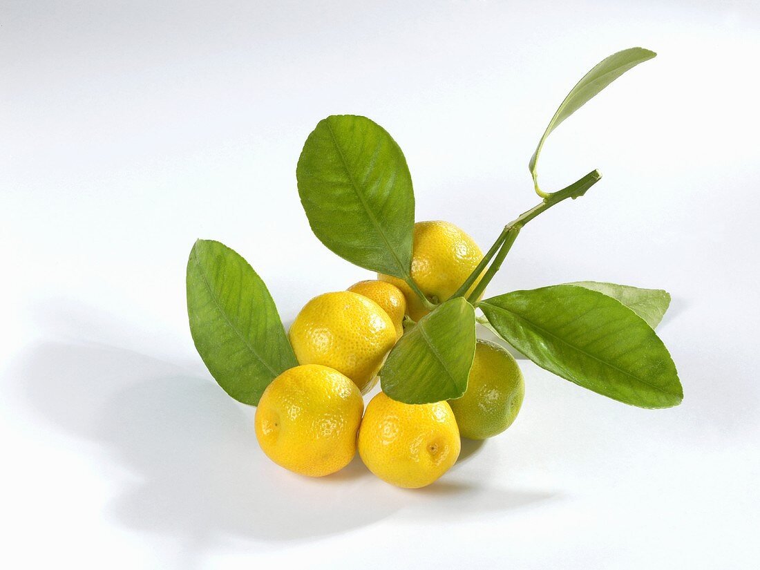 Mandarin oranges on branch