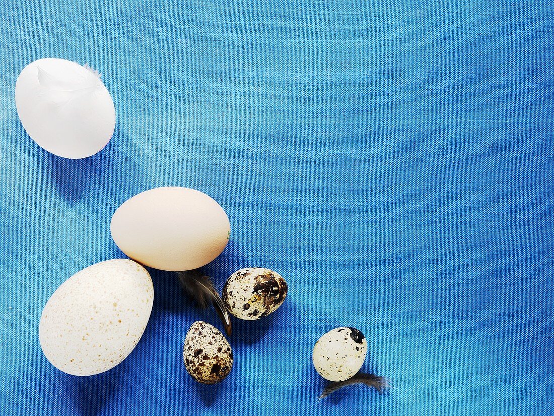 Hen's and quail's eggs with feathers