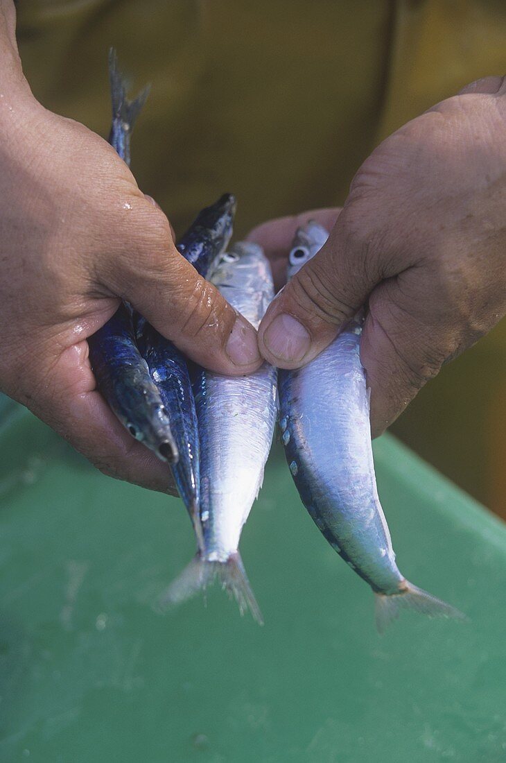 Hände halten frisch gefangene Sardinen (Bretagne, Frankreich)