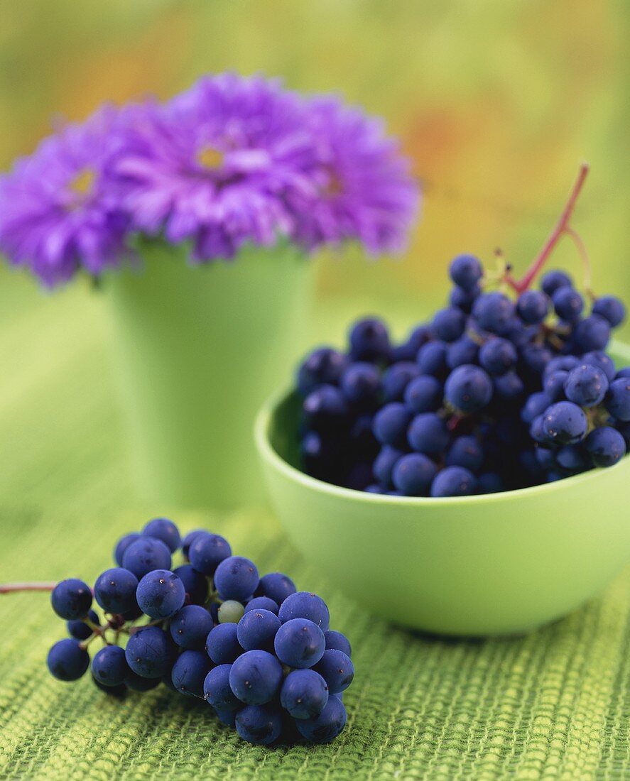 Blaue Weintrauben in einer Schale
