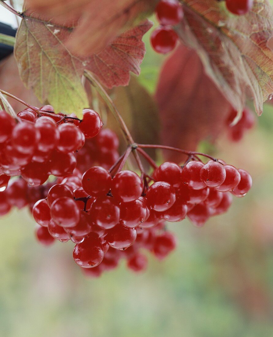 Guelder rose berries