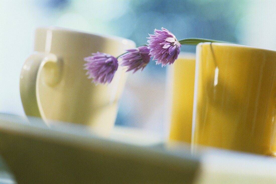 Three mugs and chive flowers