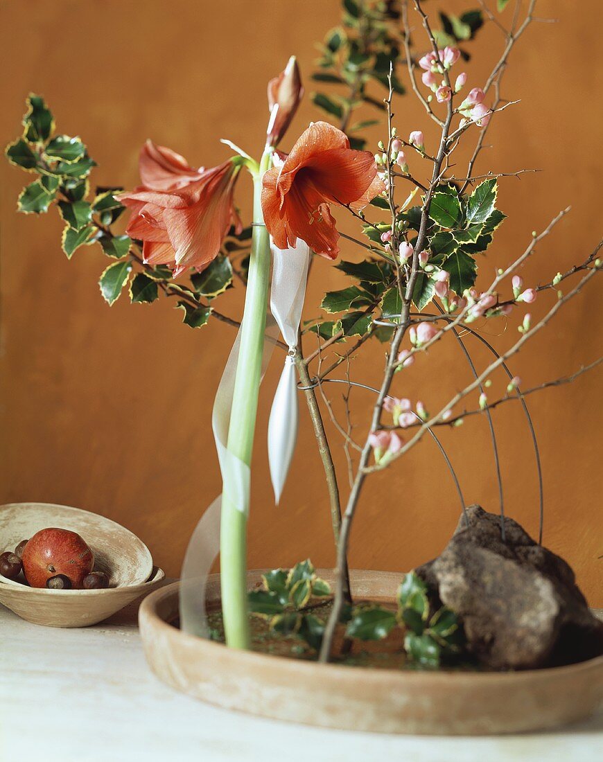 Amaryllis flower and holly in shallow bowl