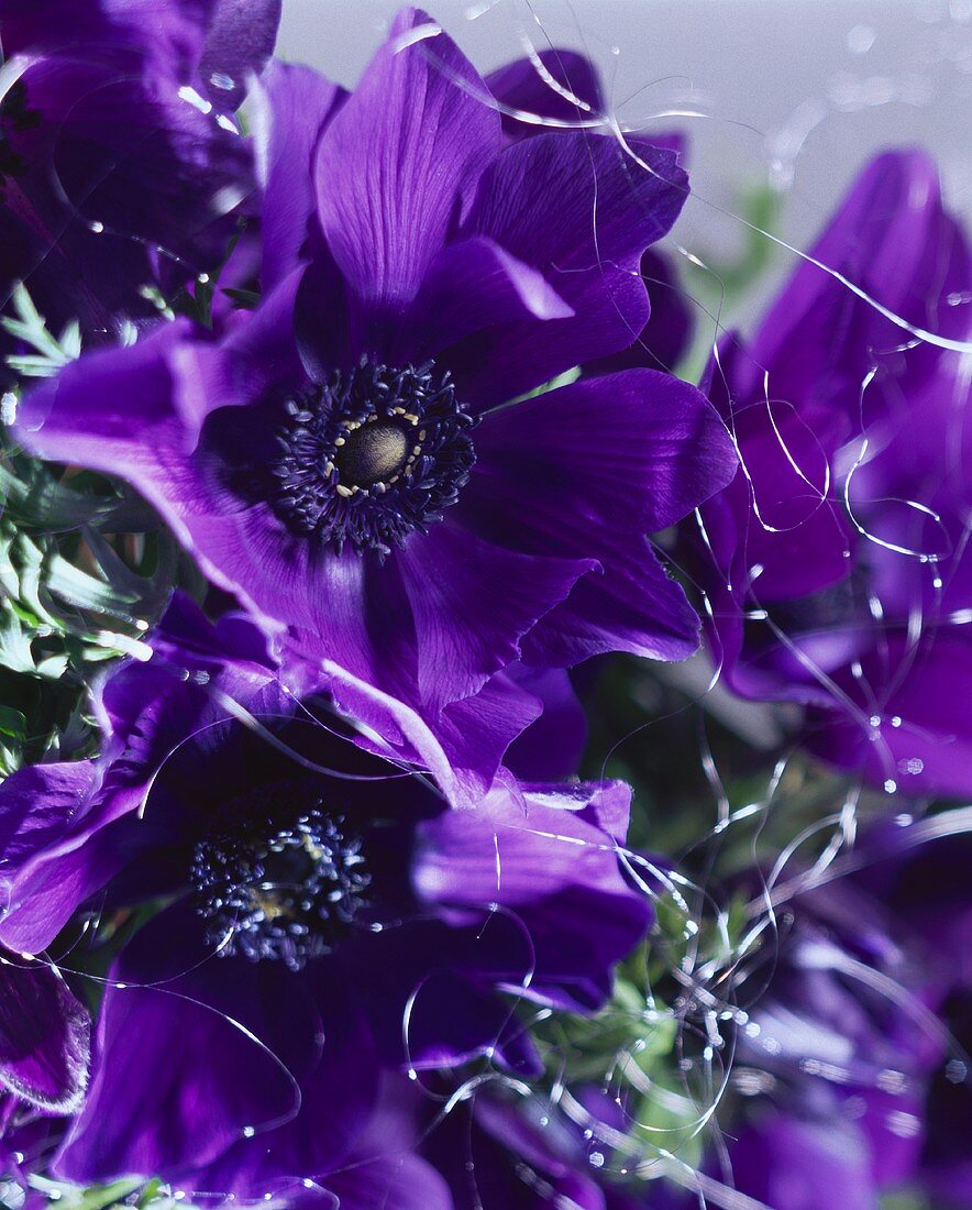 Bunch of purple anemones