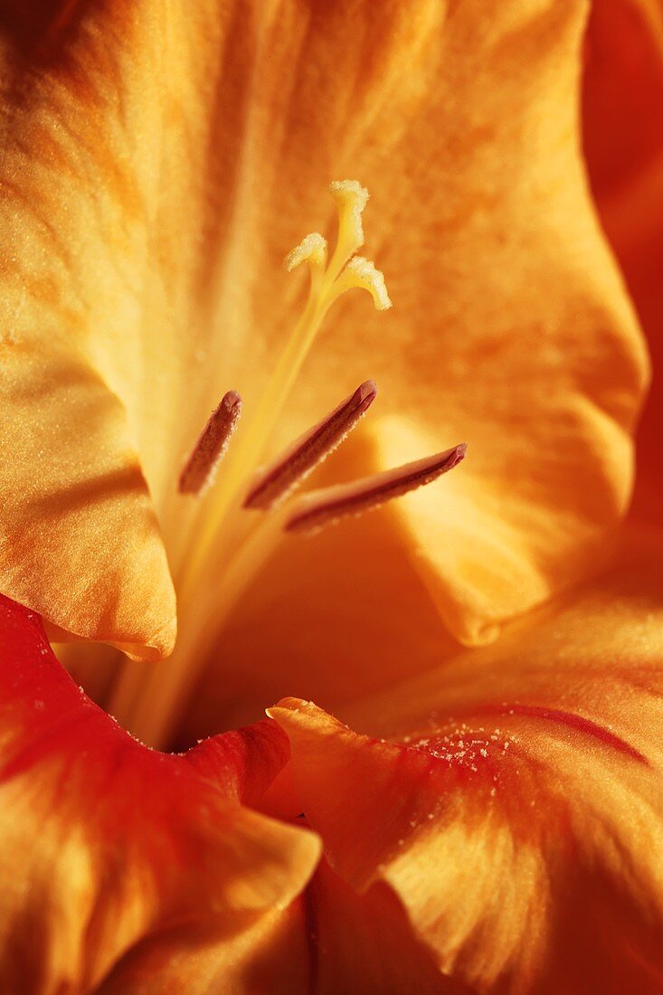 Eine Gladiolenblüte