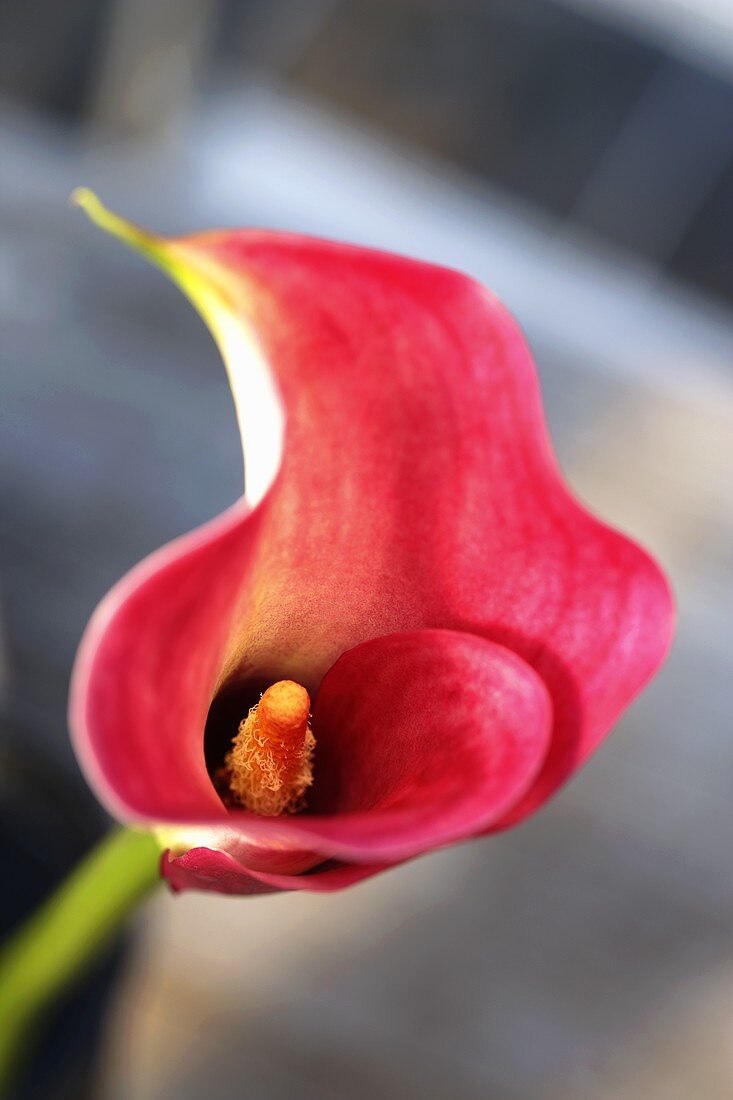 Eine Calla-Blüte