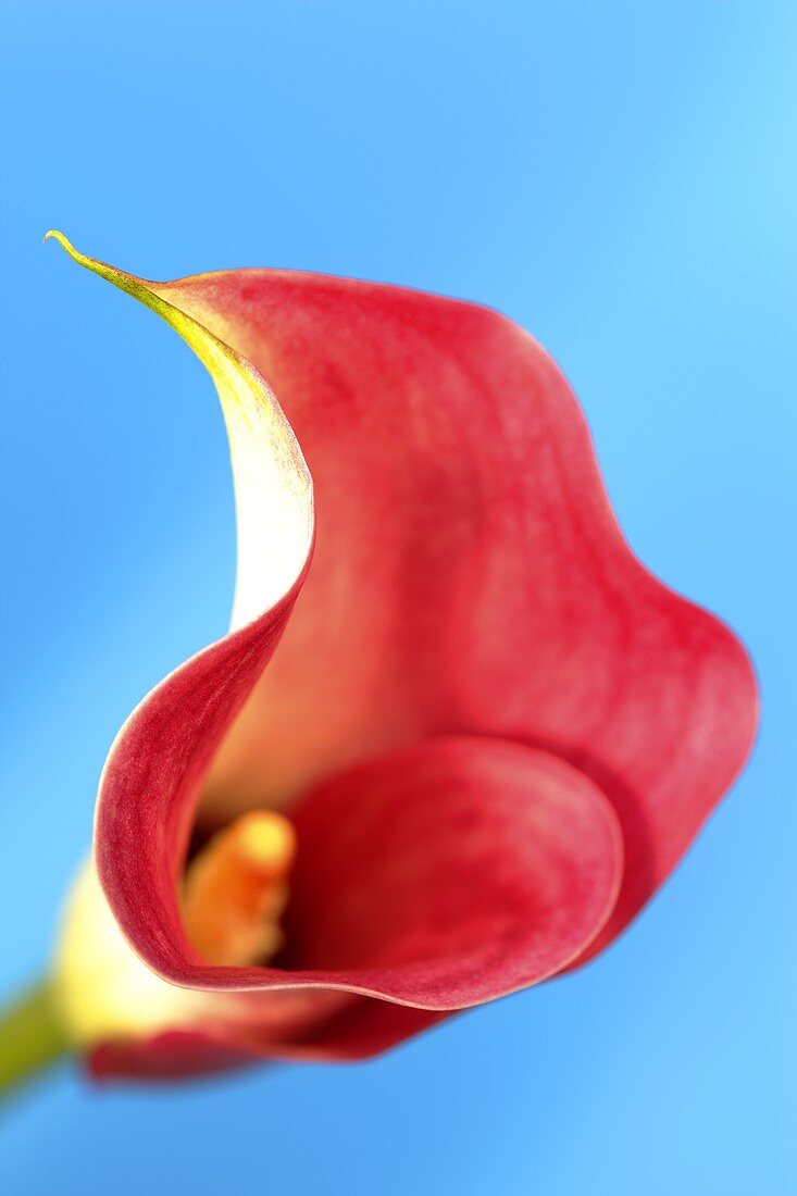 A calla lily