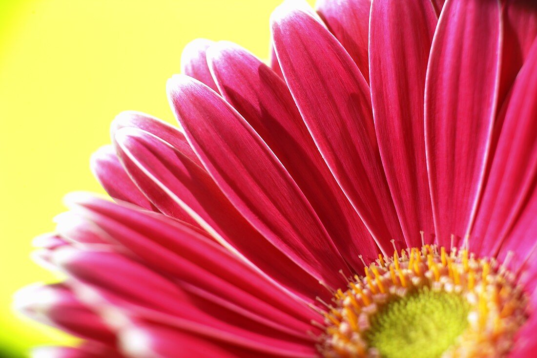 A pink gerbera