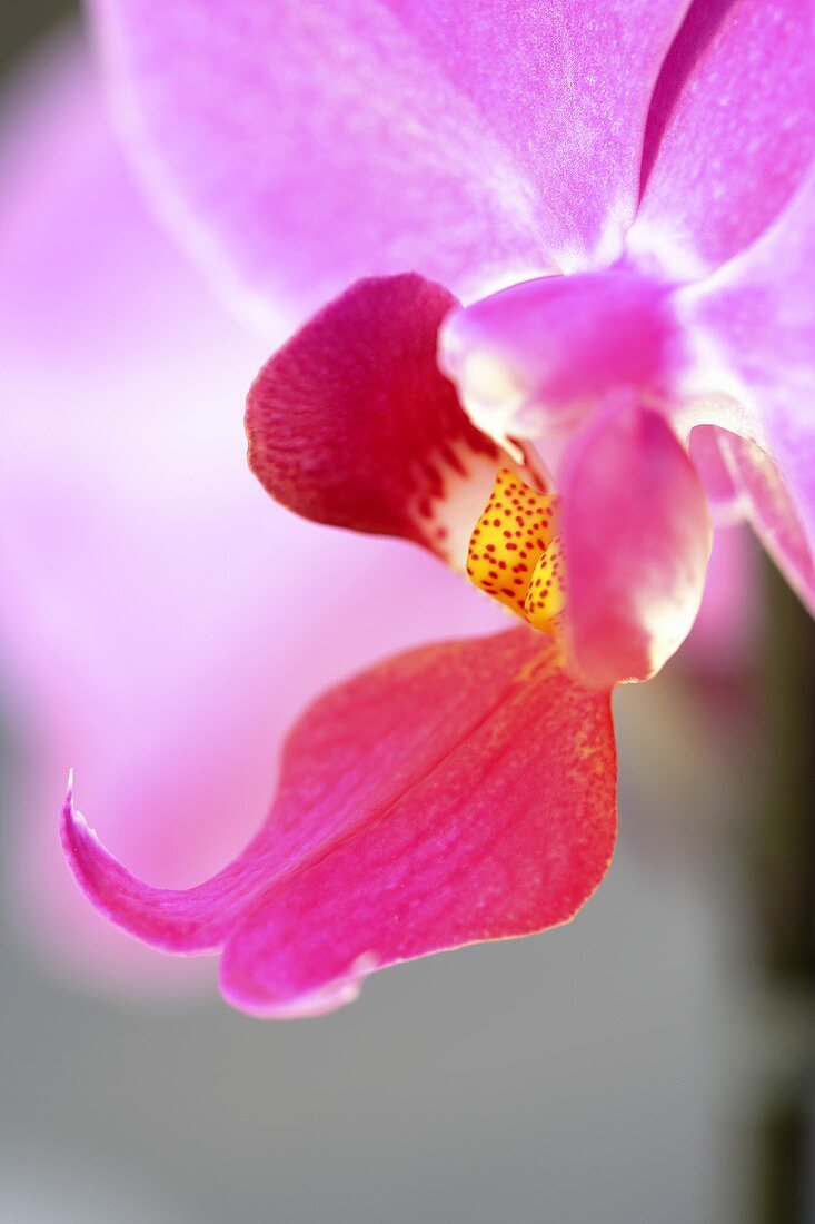 Eine rosa Orchideenblüte