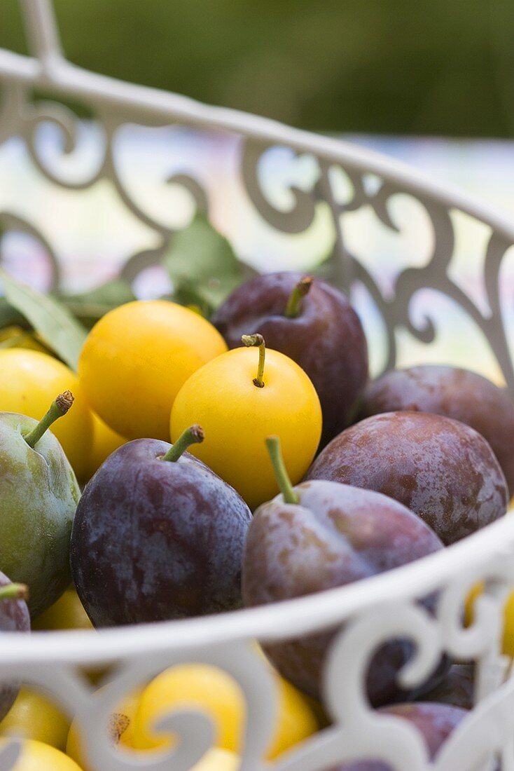 Damsons and mirabelles in wire basket