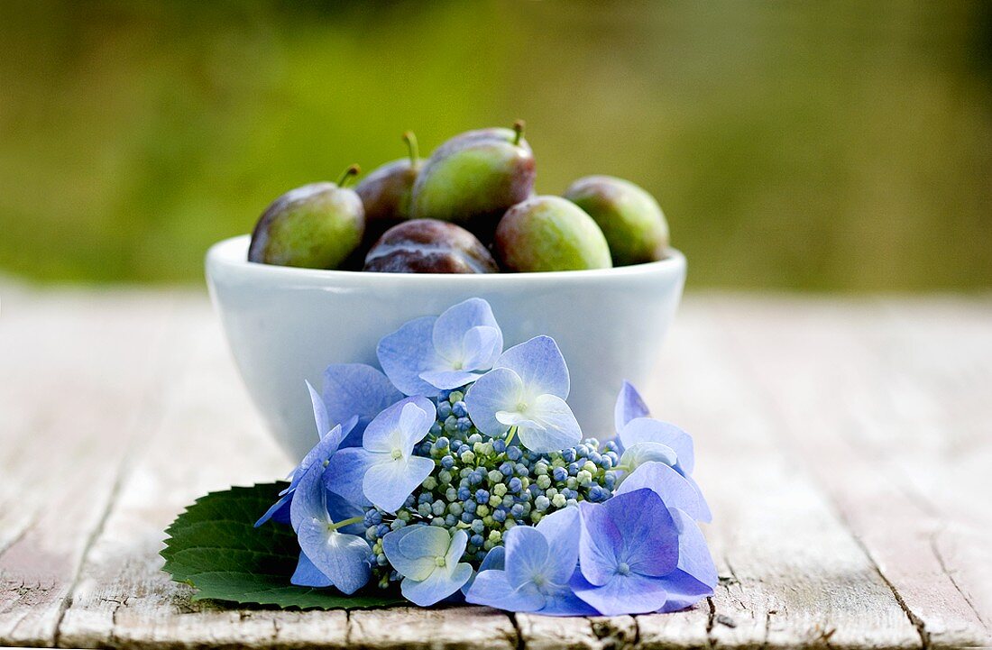 Hydrangea in front of a small bowl of damsons