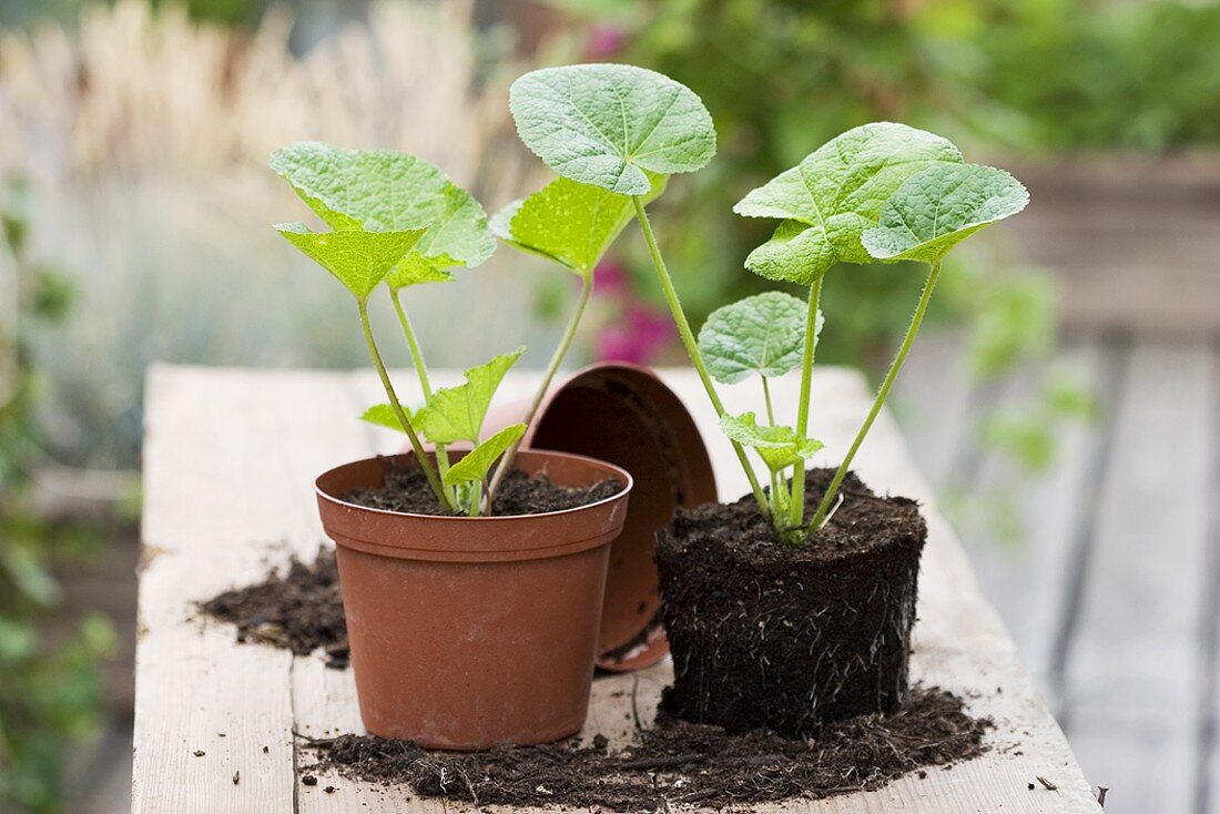 Two young hollyhock plants, one in plastic pot