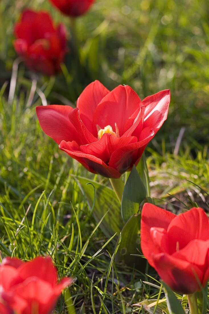 Red dwarf tulips in grass