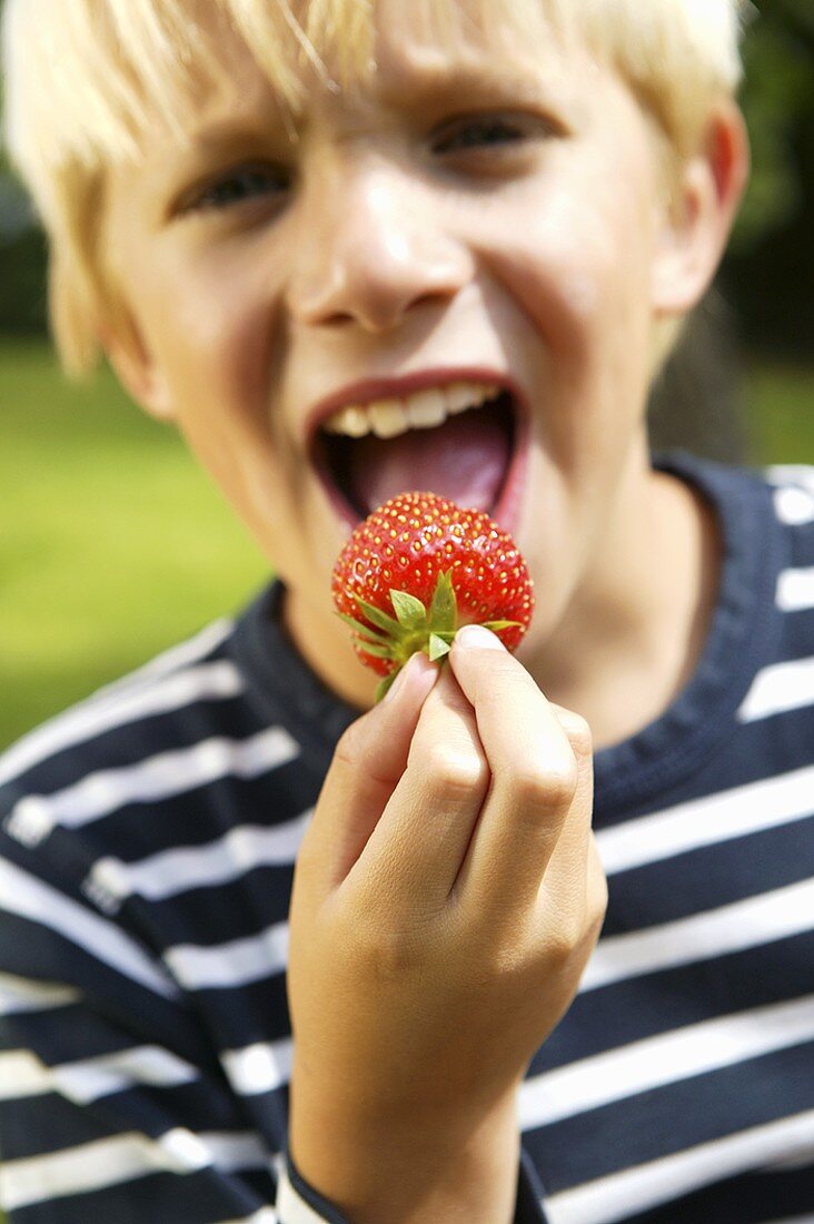 Blond boy biting into a strawberry