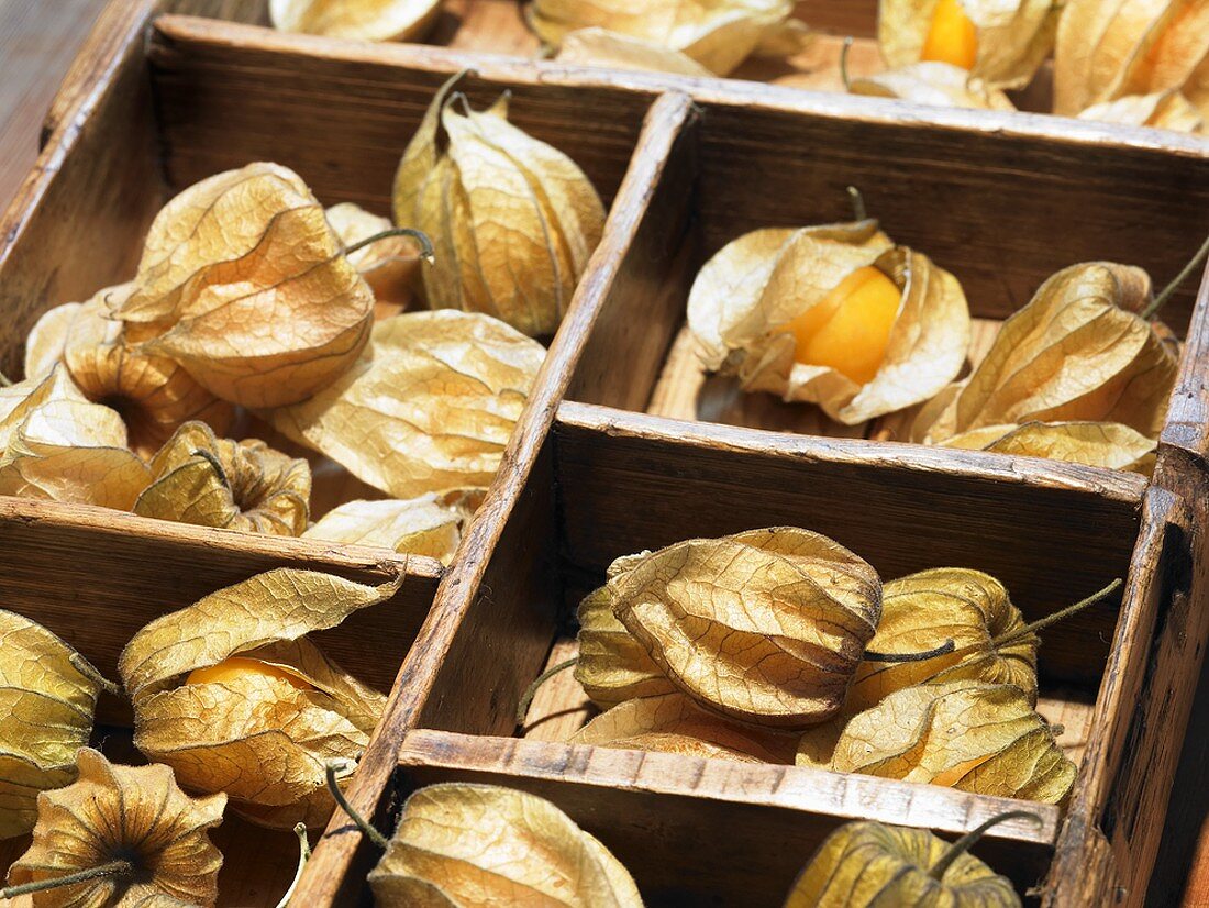 Physalis in a typesetter's case