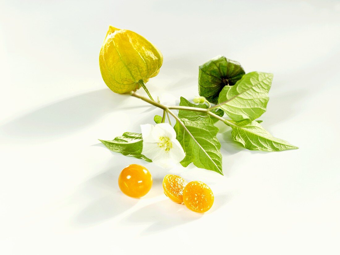 Two Cape gooseberries with stalk and flower