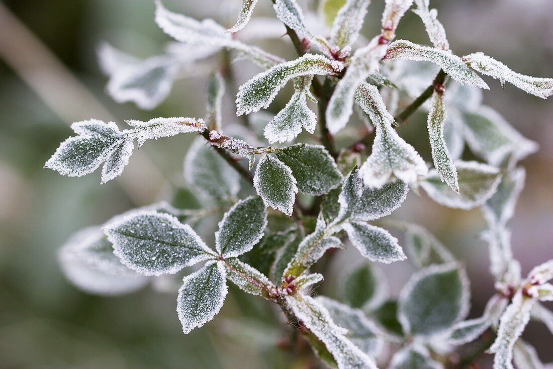 Rose leaves with hoar frost